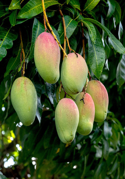 Valencia Pride Mango Tree (2-4 Ft) | Grafted, Abundant Harvest