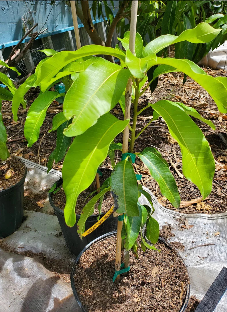 Sweet Tart Mango Tree (2-4 Ft) | Grafted