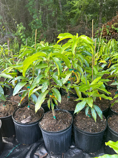 Buy Fruit Punch Mango Tree (2-4 Ft) | Ships to CA & PR